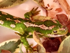Naultinus gemmeus