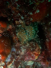 Ctenactis