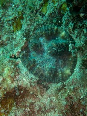 Lobophyllia hataii