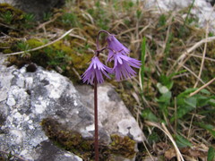 Soldanella carpatica