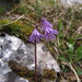 Soldanella carpatica - Photo (c) martind, some rights reserved (CC BY-NC), uploaded by martind