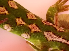 Naultinus gemmeus