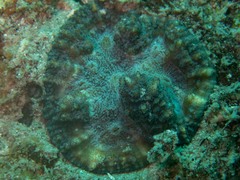 Lobophyllia hataii