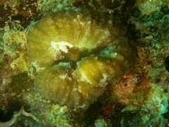 Lobophyllia hataii