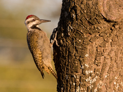 Chloropicus namaquus