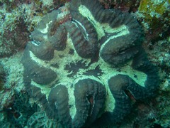 Lobophyllia hataii