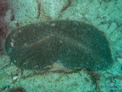 Ctenactis