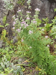 Saussurea neopulchella