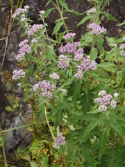 Saussurea neopulchella