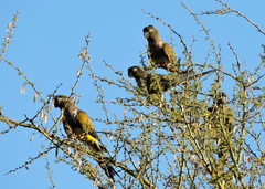 Cyanoliseus patagonus
