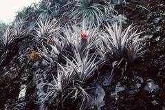 Tillandsia calochlamys