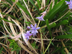 Scilla kladnii