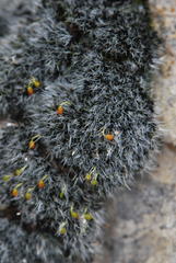 Grimmia orbicularis