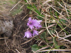 Soldanella carpatica
