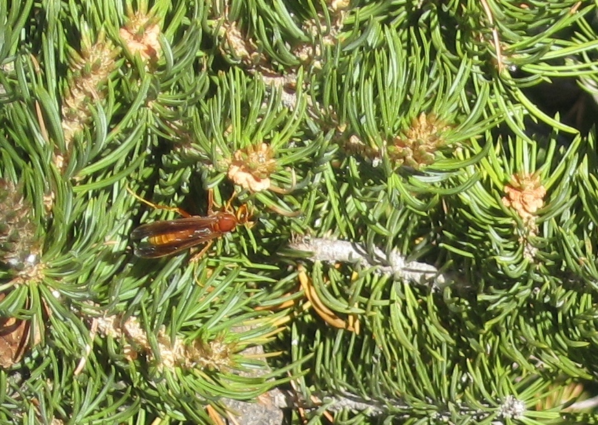 Kaibab Paper Wasp
