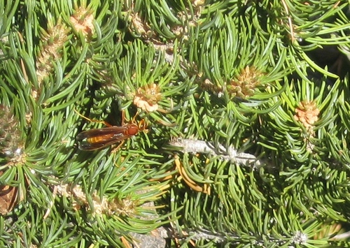 Kaibab Paper Wasp