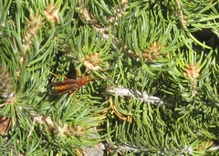 Polistes kaibabensis