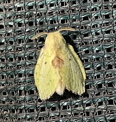 Trabala charon