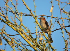 Zonotrichia capensis