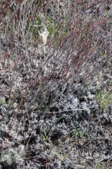 Eriogonum wrightii subscaposum