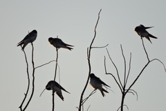 Tachycineta leucopyga