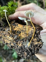 Strobilurus albipilatus