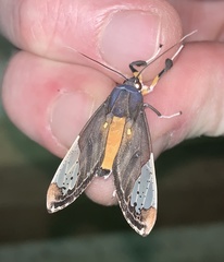 Bertholdia flavidorsata