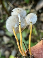 Strobilurus albipilatus