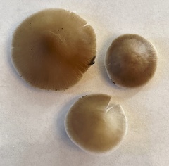 Strobilurus albipilatus