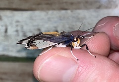 Bertholdia flavidorsata