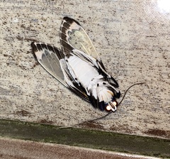 Bertholdia flavidorsata