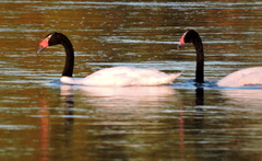 Cygnus melancoryphus