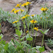 Broadleaf Arnica - Photo (c) Andrey Zharkikh, some rights reserved (CC BY-NC), uploaded by Andrey Zharkikh