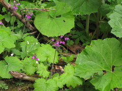 Primula matthioli