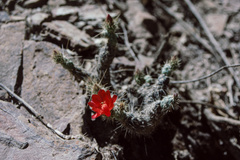 Austrocylindropuntia shaferi