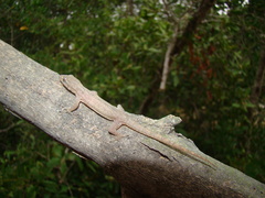 Hemidactylus
