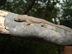 Hemidactylus