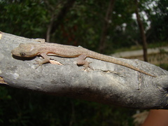 Hemidactylus