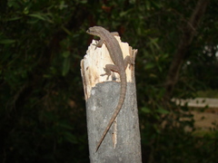 Hemidactylus
