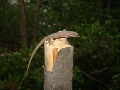 Hemidactylus
