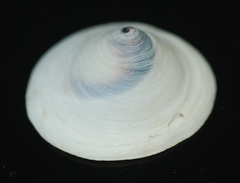 Calyptraea mamillaris image