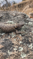 Sceloporus torquatus
