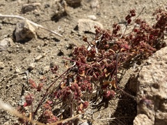 Pterostegia drymarioides