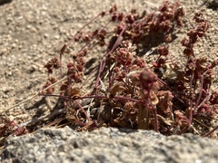 Pterostegia drymarioides