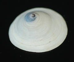 Calyptraea mamillaris