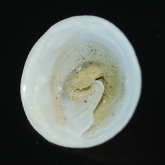 Calyptraea mamillaris