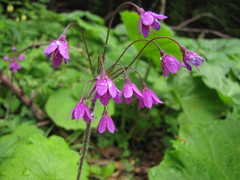 Primula matthioli