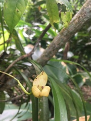 Maxillaria egertoniana