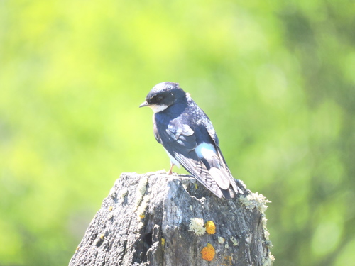 Chilean Swallow