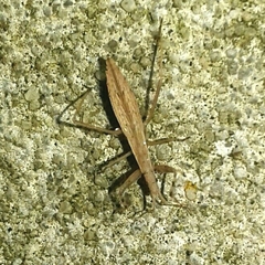 Sastrapada baerensprungi